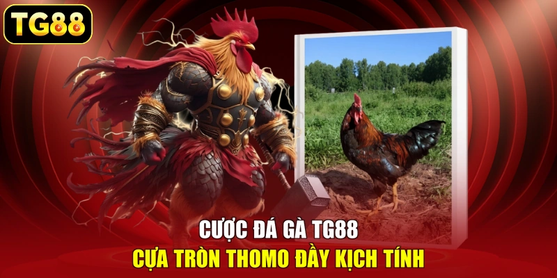 Cược đá gà TG88 cựa tròn Thomo đầy kịch tính